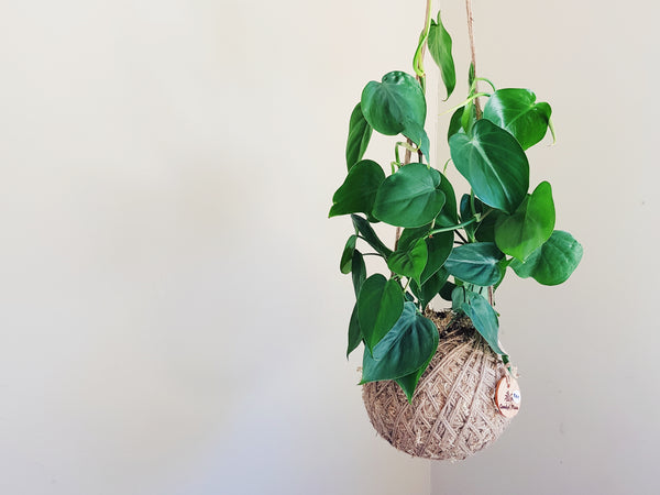 Heat Leaf Philodendron Kokedama | Coastal Flair | Large Cordatum