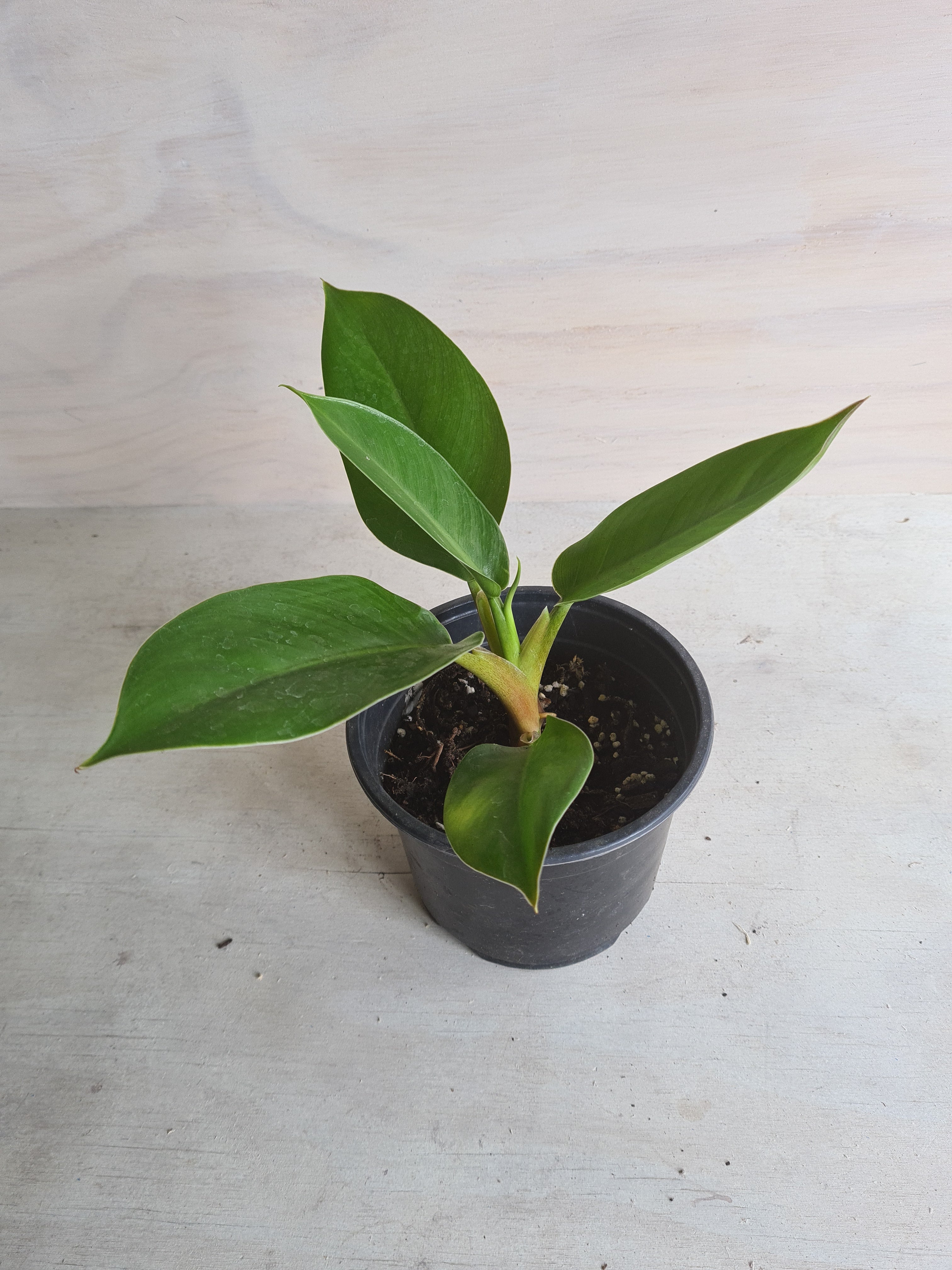 Philodendron Imperial Green