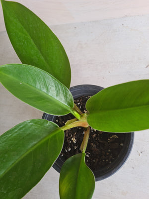 Philodendron Imperial Green
