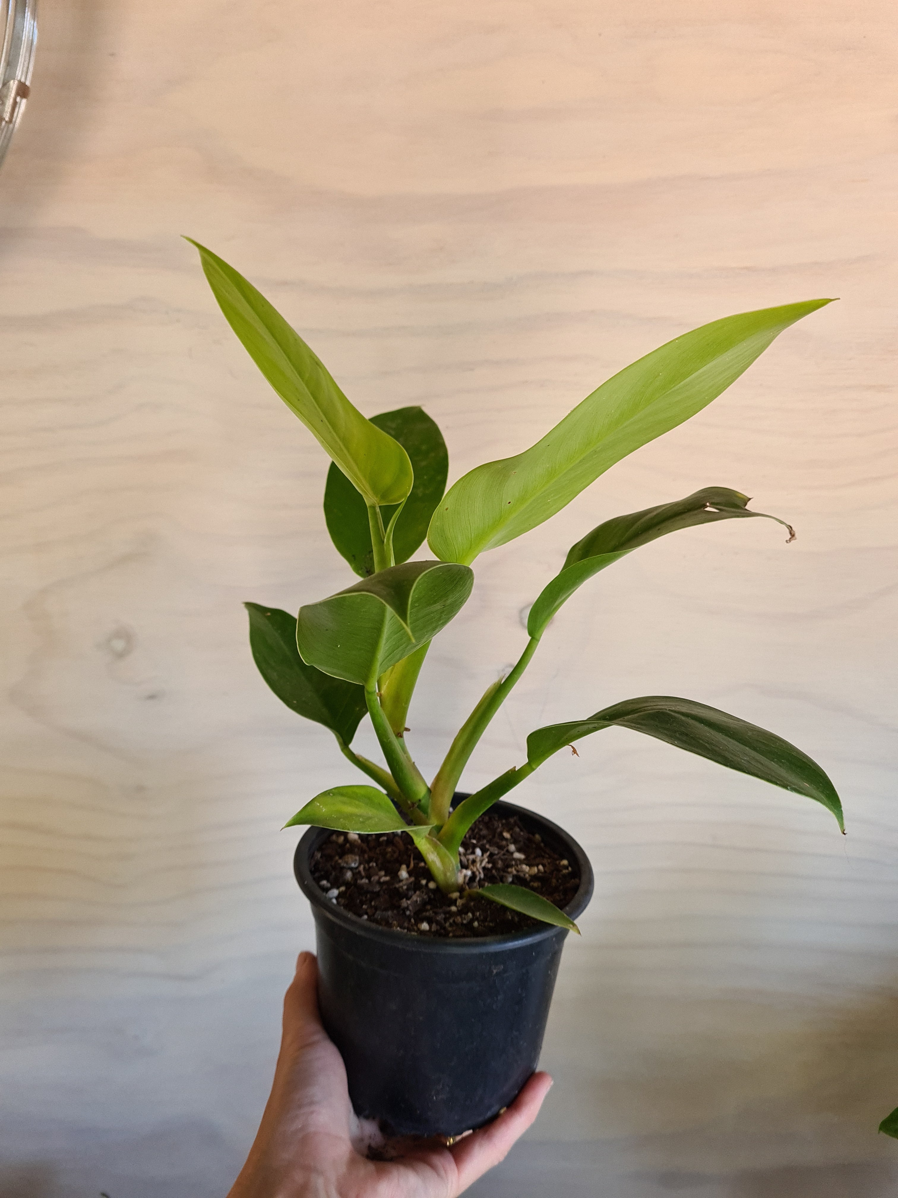 Philodendron Imperial Green