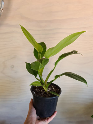 Philodendron Imperial Green