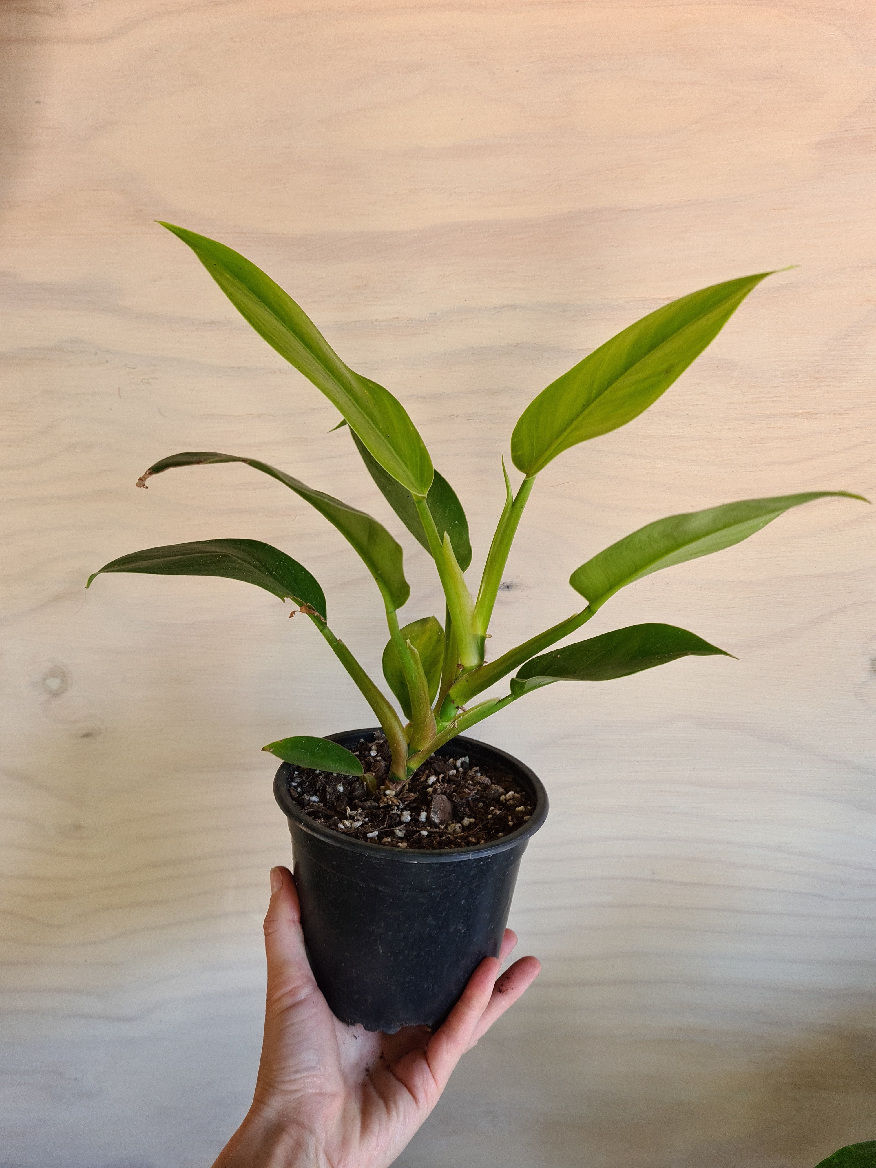 Philodendron Imperial Green