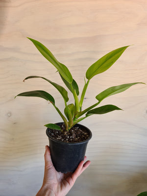 Philodendron Imperial Green