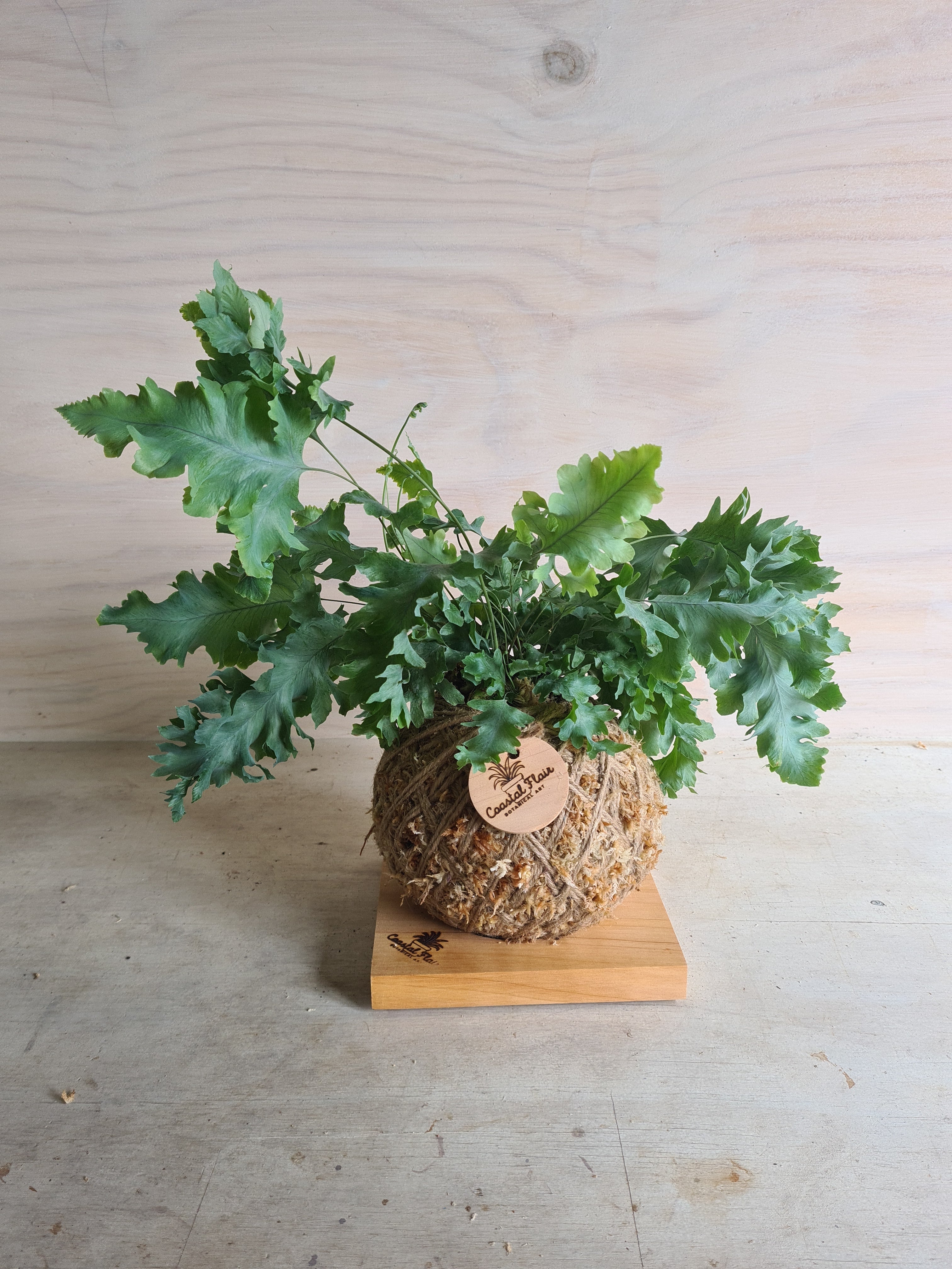 Blue Star Davana | Coastal Flair Kokedama