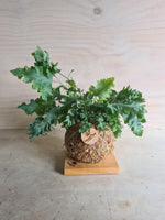 Blue Star Davana | Coastal Flair Kokedama