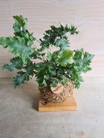 Blue Star Davana | Coastal Flair Kokedama