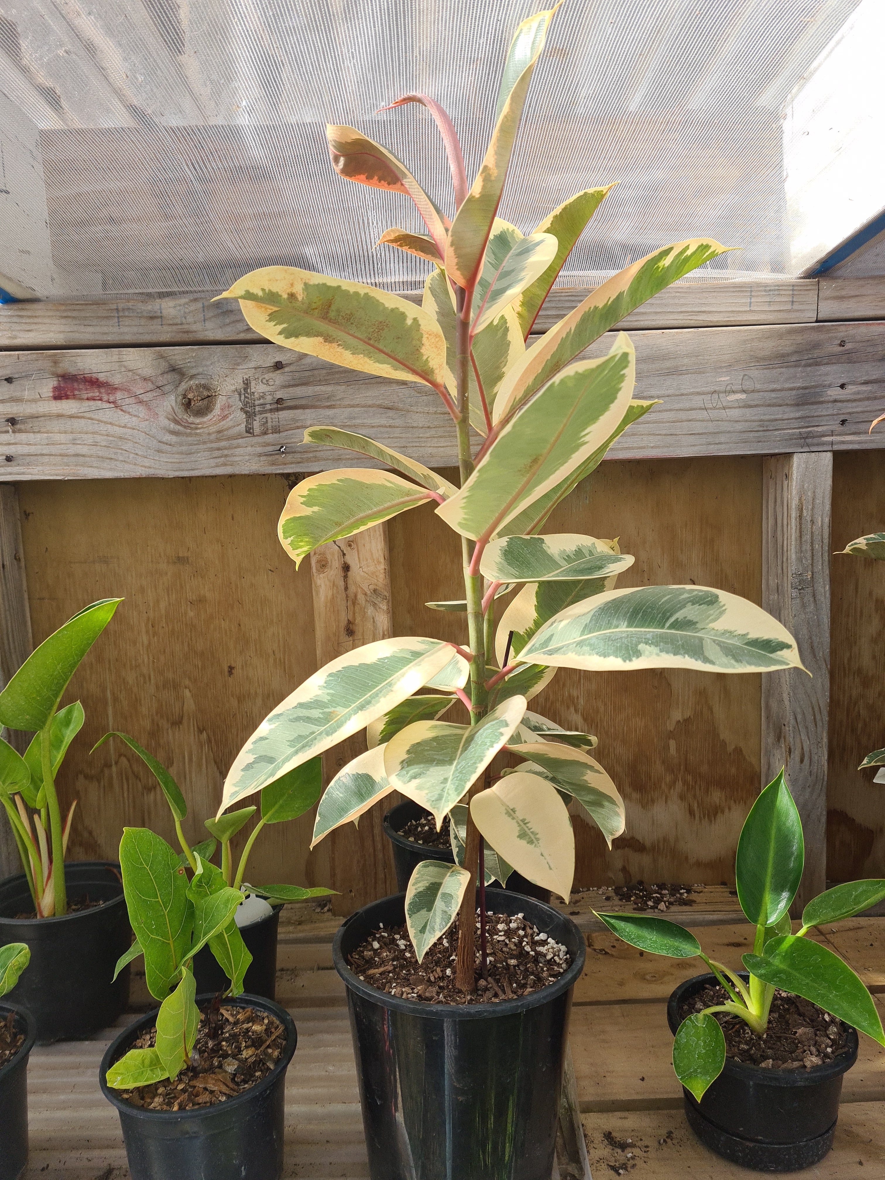 Ficus Tineke Kokedama