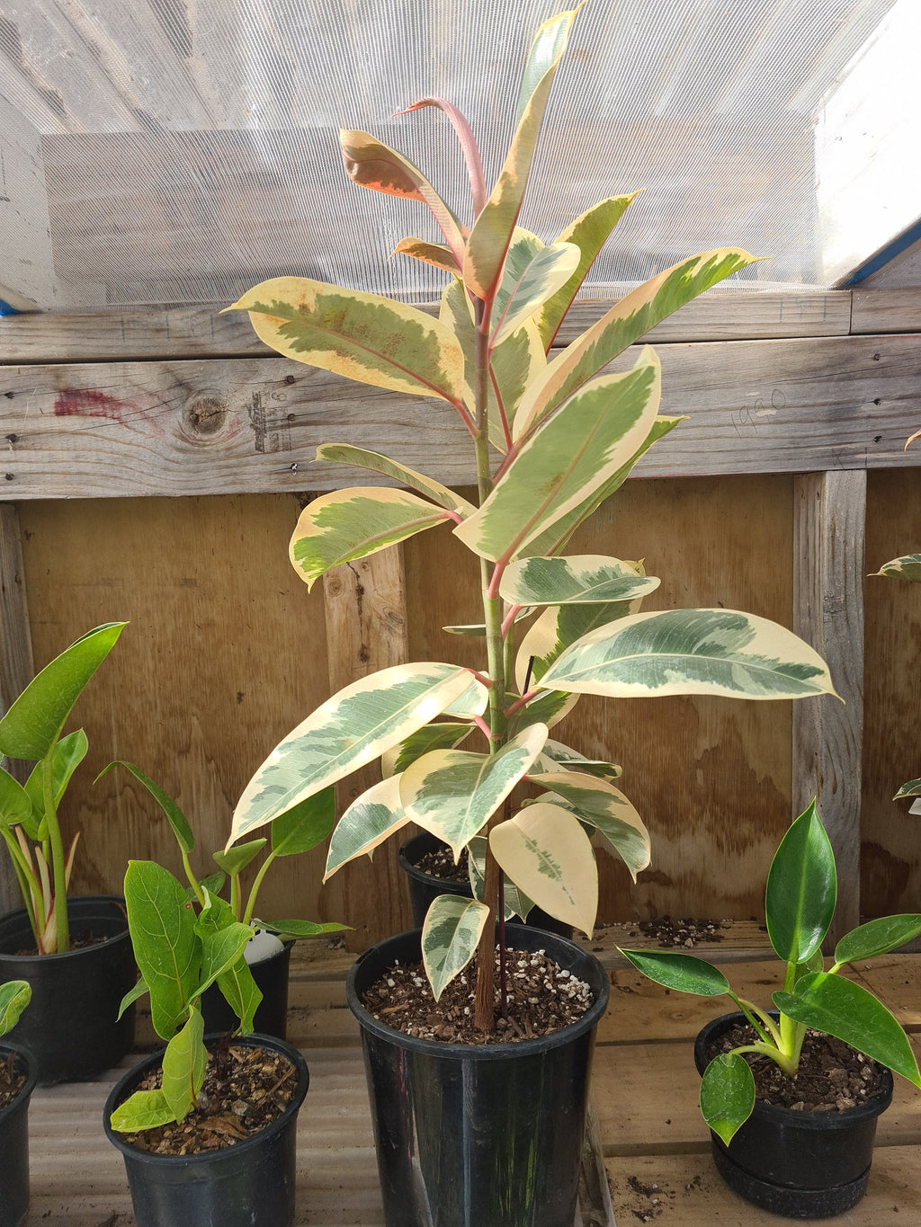 Ficus Tineke Kokedama