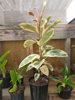 Ficus Tineke Kokedama