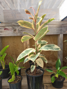 Ficus Tineke Kokedama