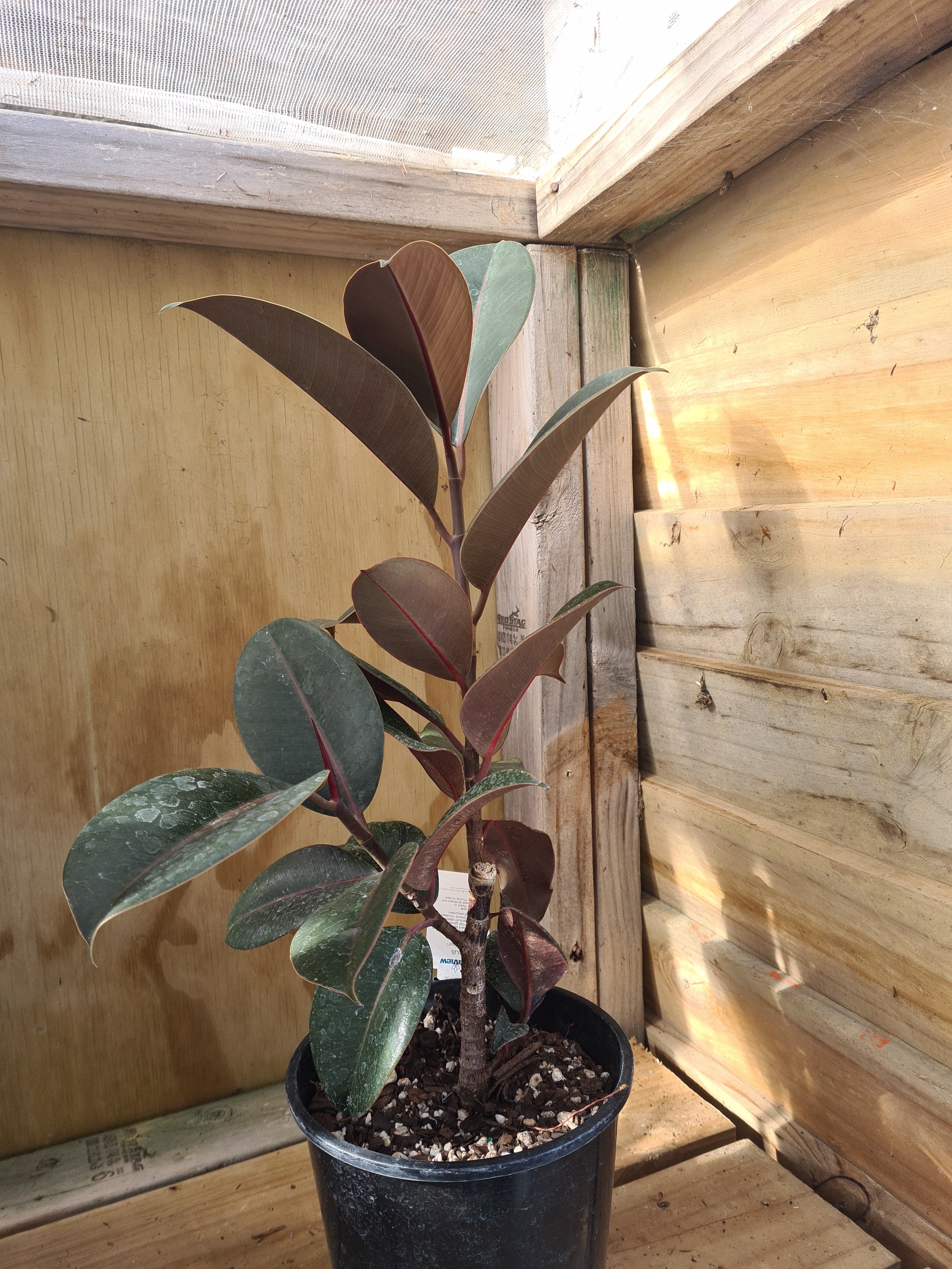 Ficus Black Knight