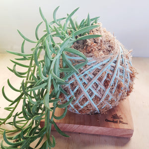 Kokedama Stand Coastal Flair Wooden plant base Fishooks