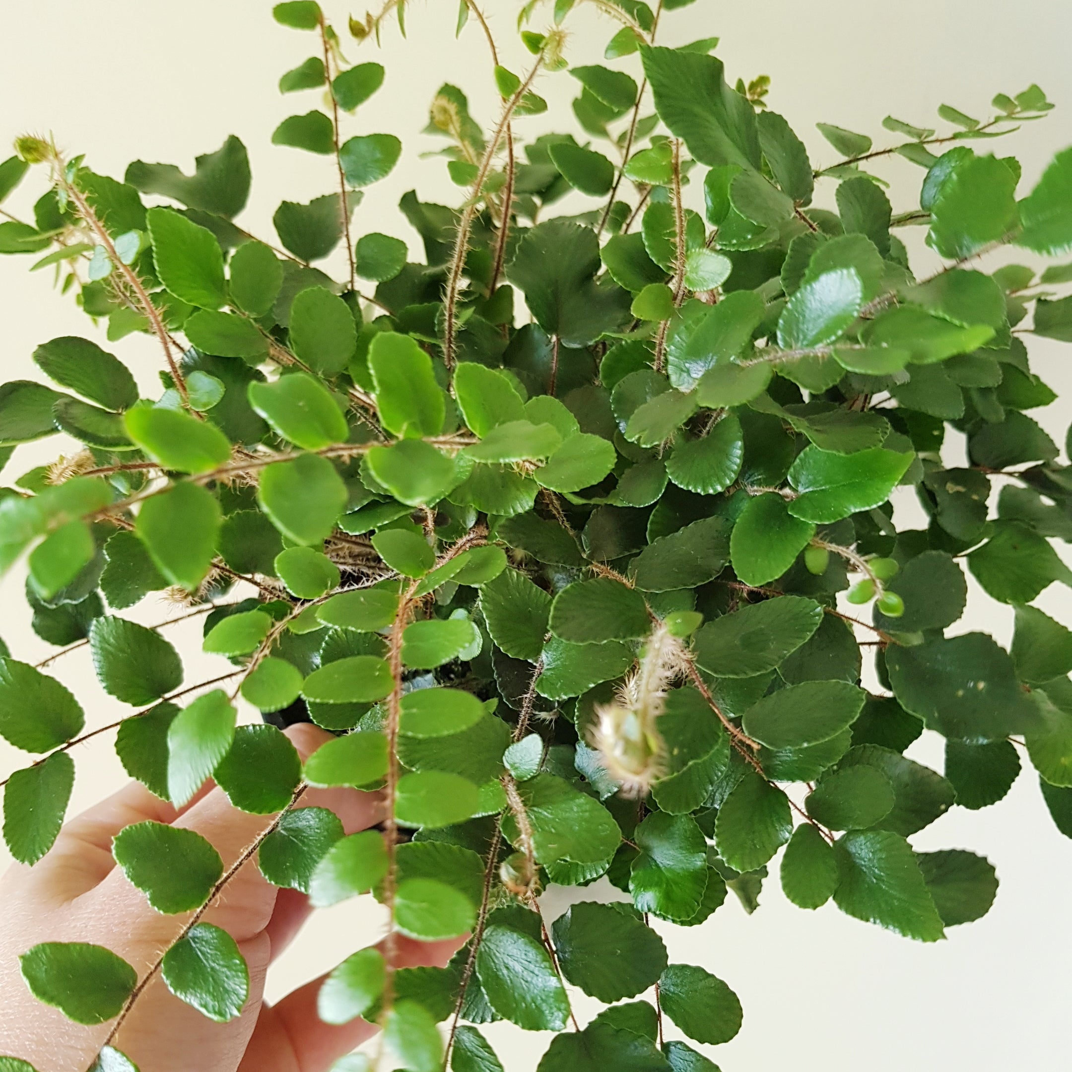 Pellaea Rotundifolia | Button Fern Kokedama | Coastal Flair