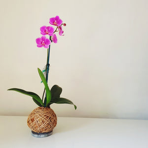 Phalaenopsis Orchid | Coastal Flair Kokedama