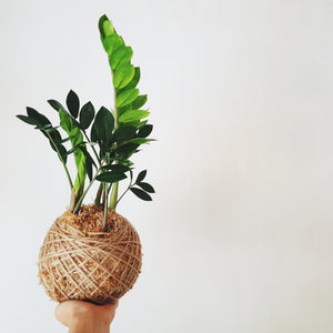 Kokedama | Coastal Flair | ZZ PLant