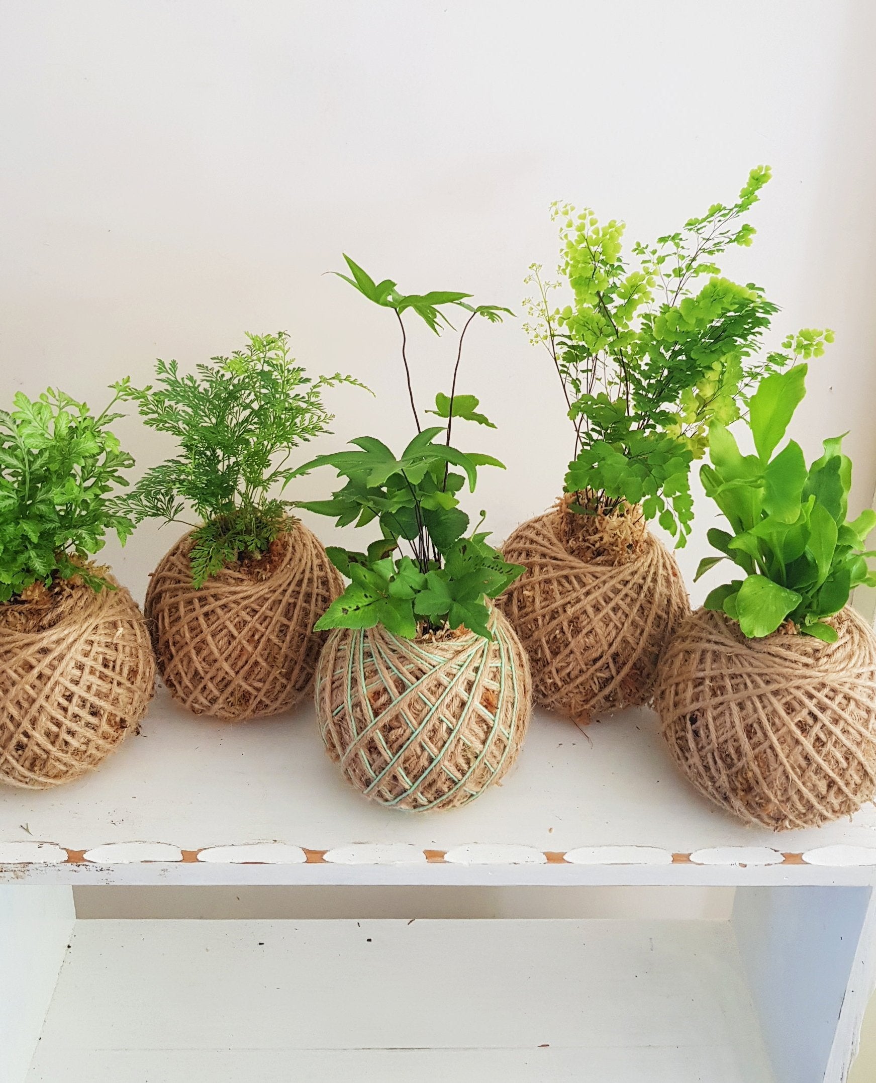 Kokedama | Coastal Flair | Mini Fern