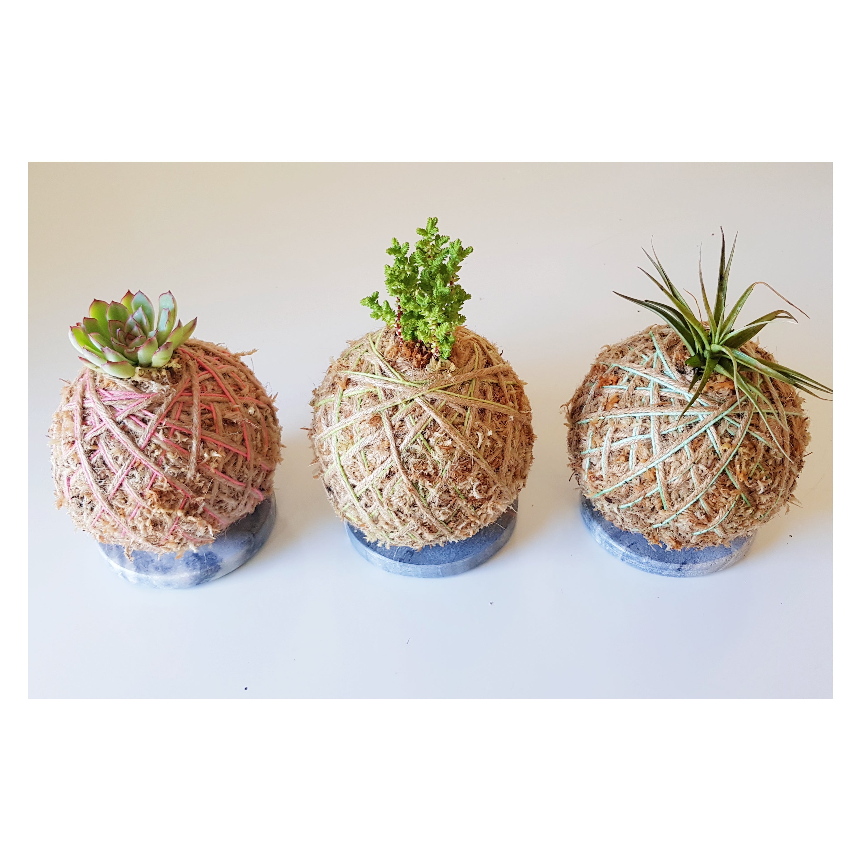 Mini Succulent Kokedama Coastal Flair