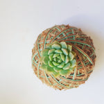 Mini Succulent Kokedama Echeveria