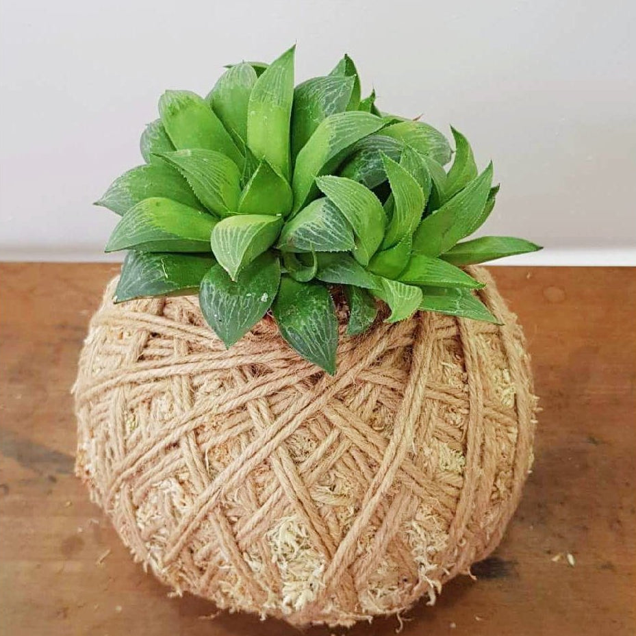 Haworthia Retusa Kokedama Coastal Flair 