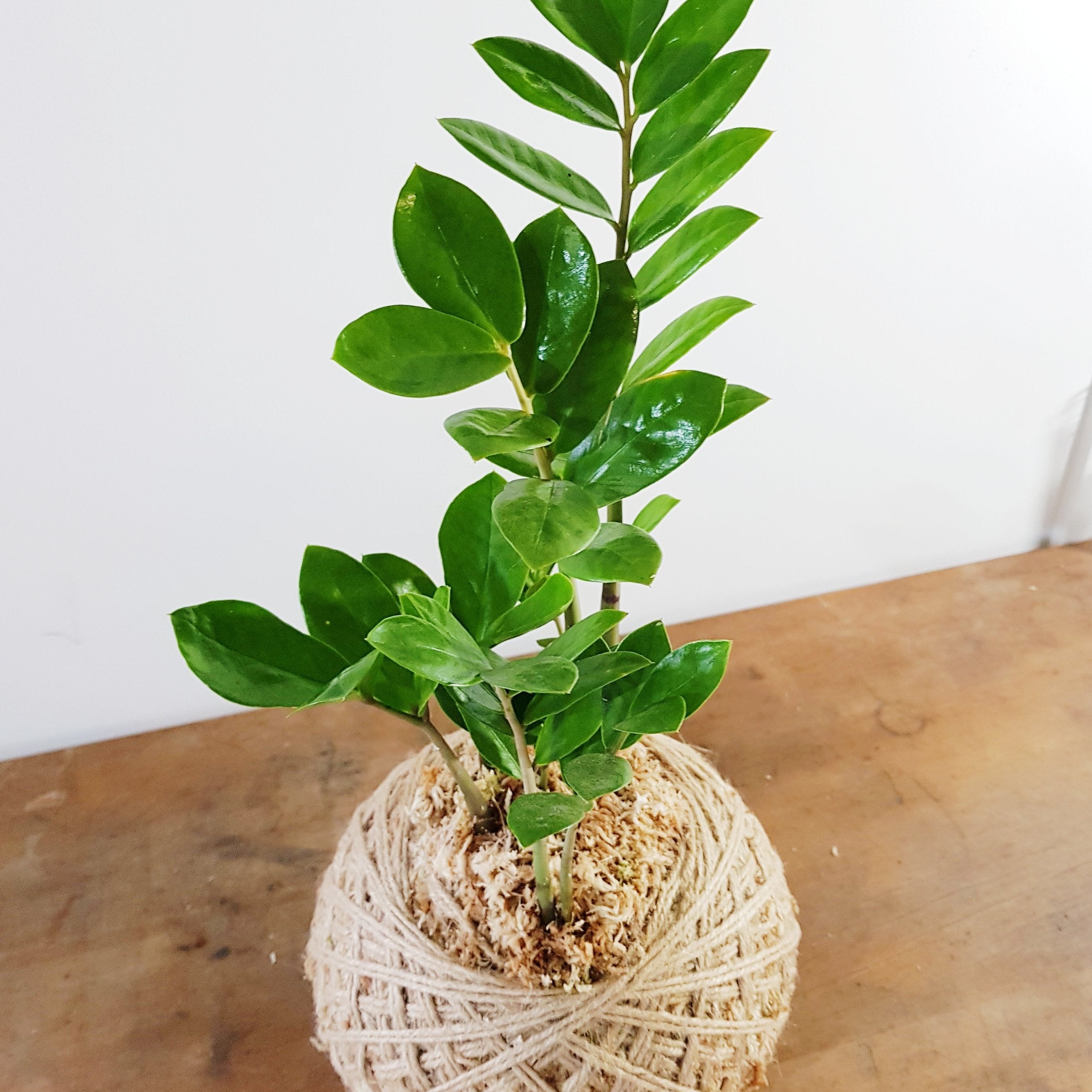 Kokedama | Coastal Flair | ZZ PLant