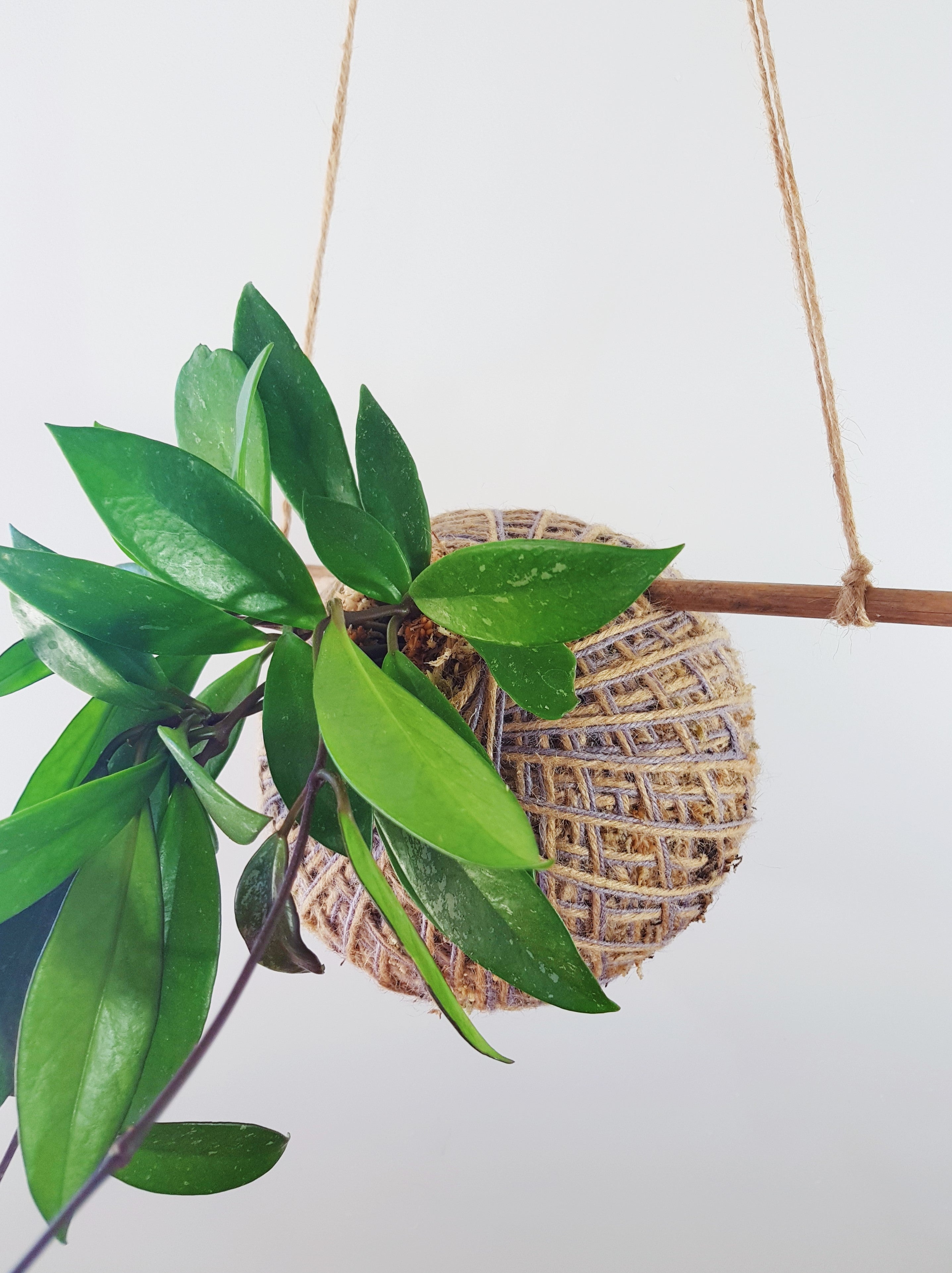 Kokedama - Coastal Flair