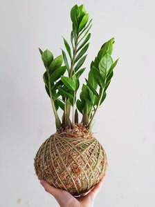 Kokedama | Coastal Flair | ZZ PLant