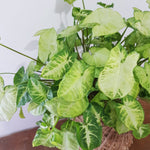 Syngonium White Butterfly Kokedama