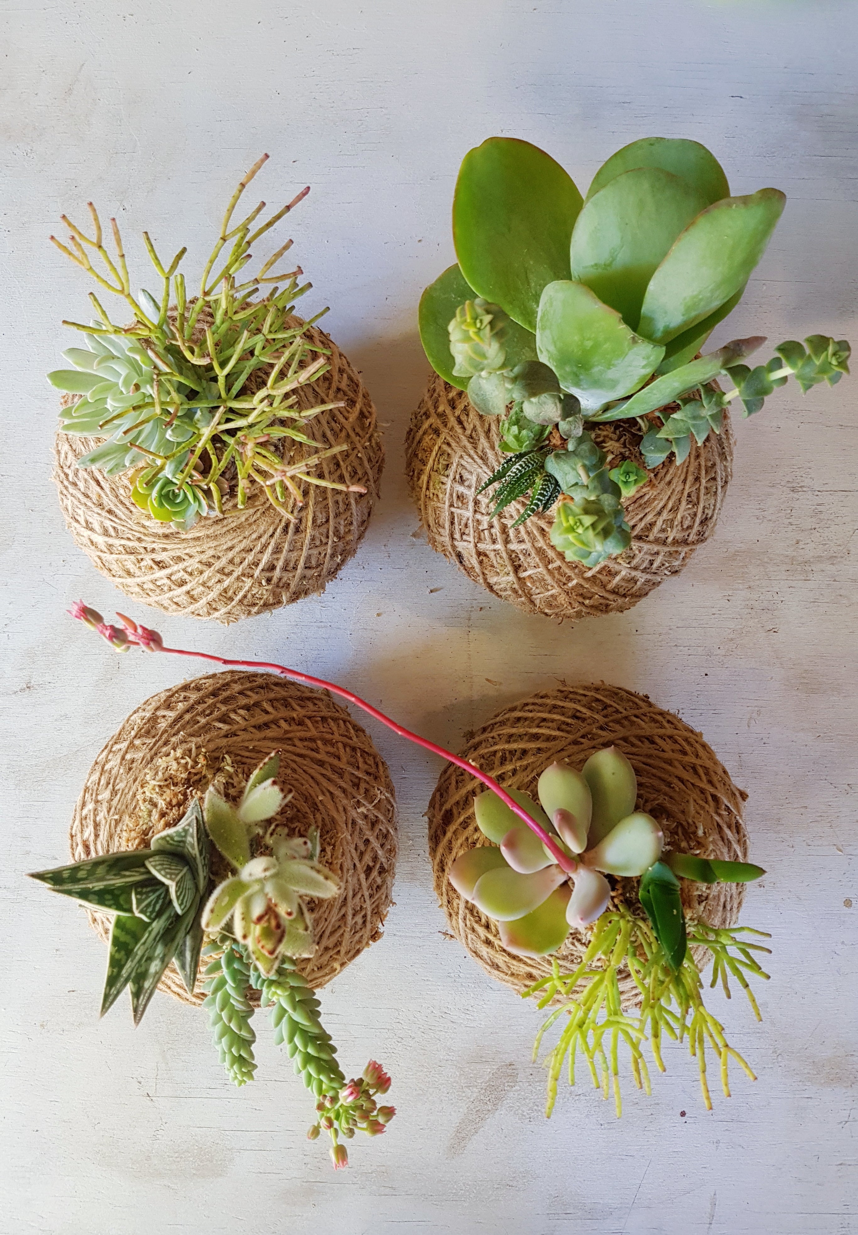 Succulent arrangement Kokedama