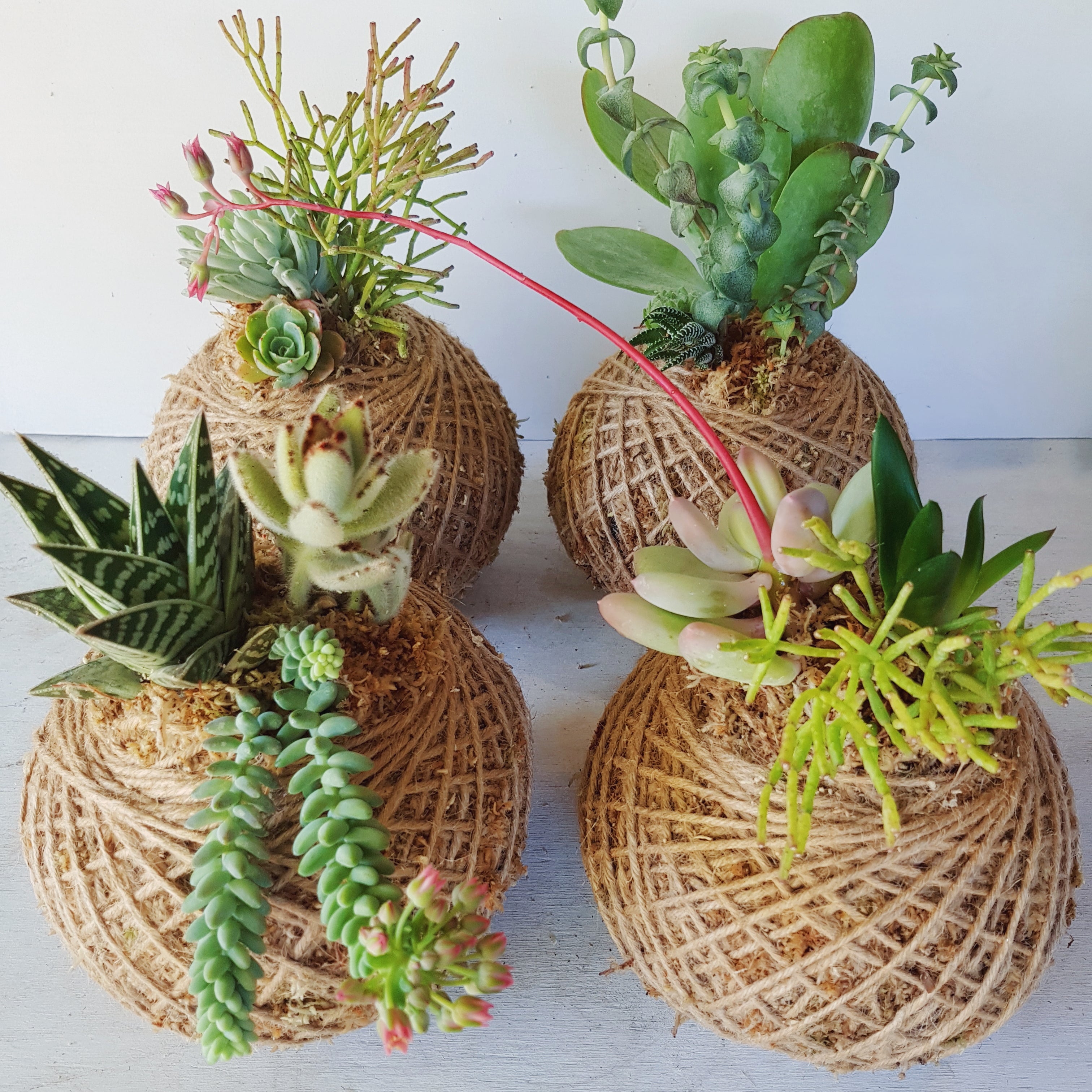 Succulent arrangement Kokedama