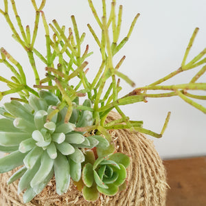 Succulent arrangement Kokedama