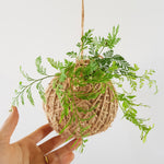 Kokedama | Coastal Flair | Mini Davallia Fern