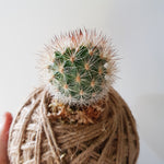 Cactus Kokedama Mini