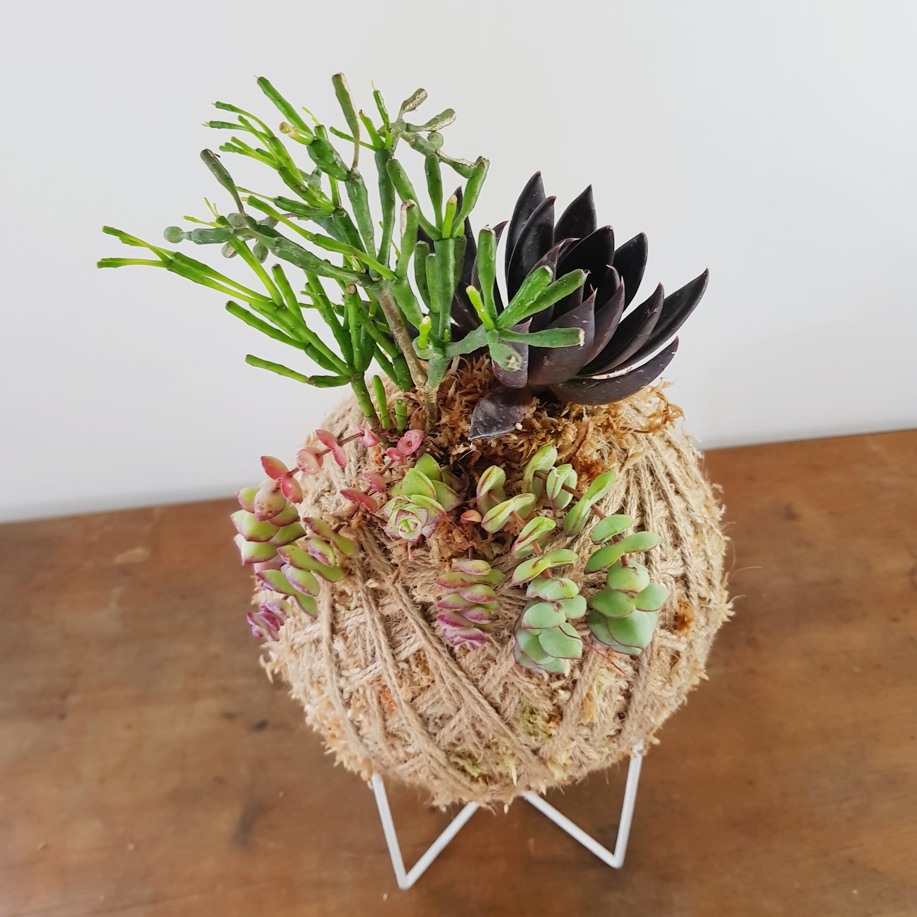 Succulent arrangement Kokedama