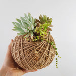 Succulent arrangement Kokedama