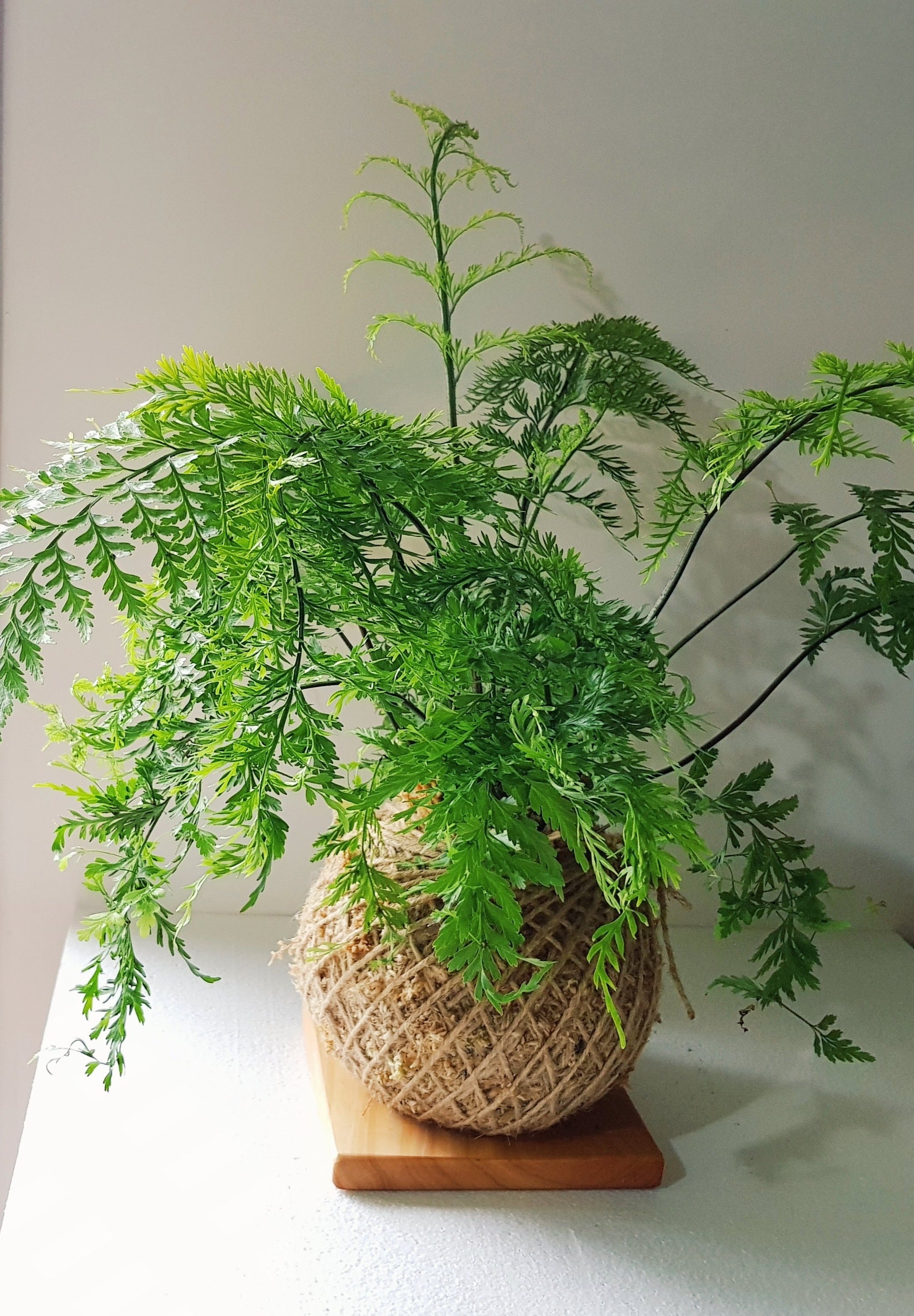 Asplenium Bulbiferum Fern NZ Native plants Kokedama Coastal Flair