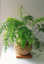 Asplenium Bulbiferum Fern NZ Native plants Kokedama Coastal Flair