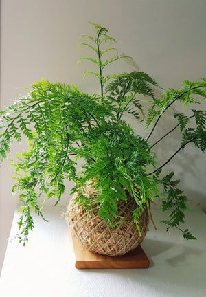 Asplenium Bulbiferum Fern NZ Native plants Kokedama Coastal Flair