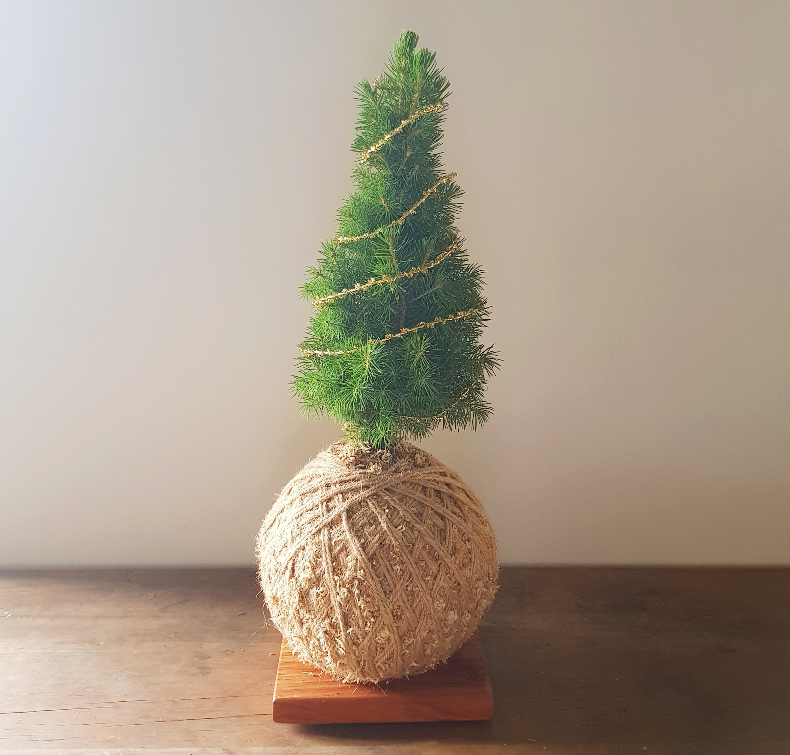 Mini Christmas Tree Kokedama