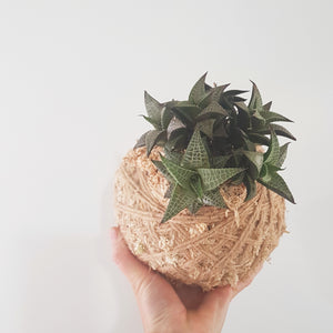 Haworthia Tessellata Kokedama Coastal Flair 