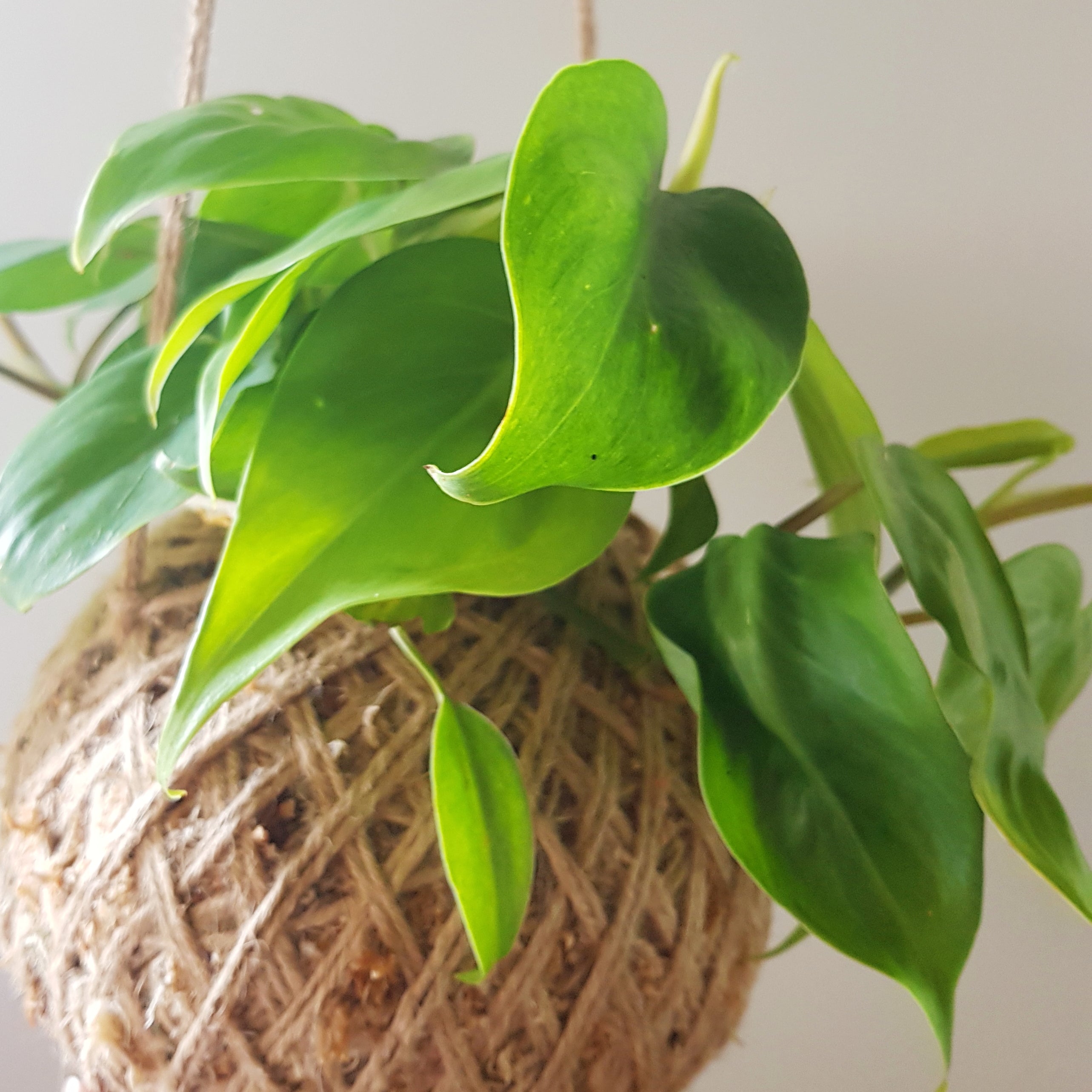 Philodendron Cordatum | Heart Leaf  Kokedama