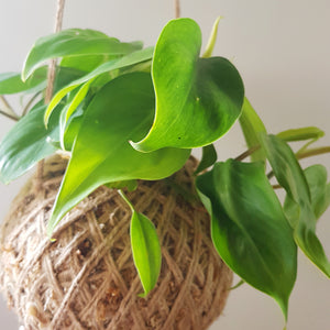 Philodendron Cordatum | Heart Leaf  Kokedama