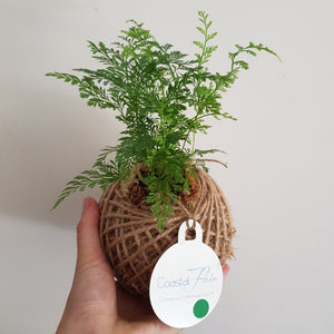 Kokedama | Coastal Flair | Mini Davallia Fern