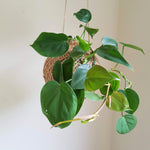 Philodendron Cordatum | Heart Leaf  Kokedama