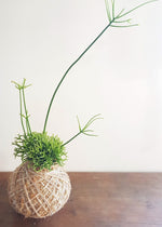 Kokedama | Coastal Flair | Rhipsalis Cereuscula