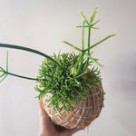 Kokedama | Coastal Flair | Rhipsalis Cereuscula