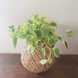 Peperomia Scandens Kokedama