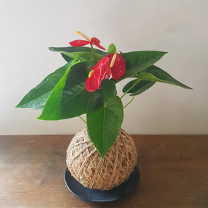 White Anthurium Kokedama