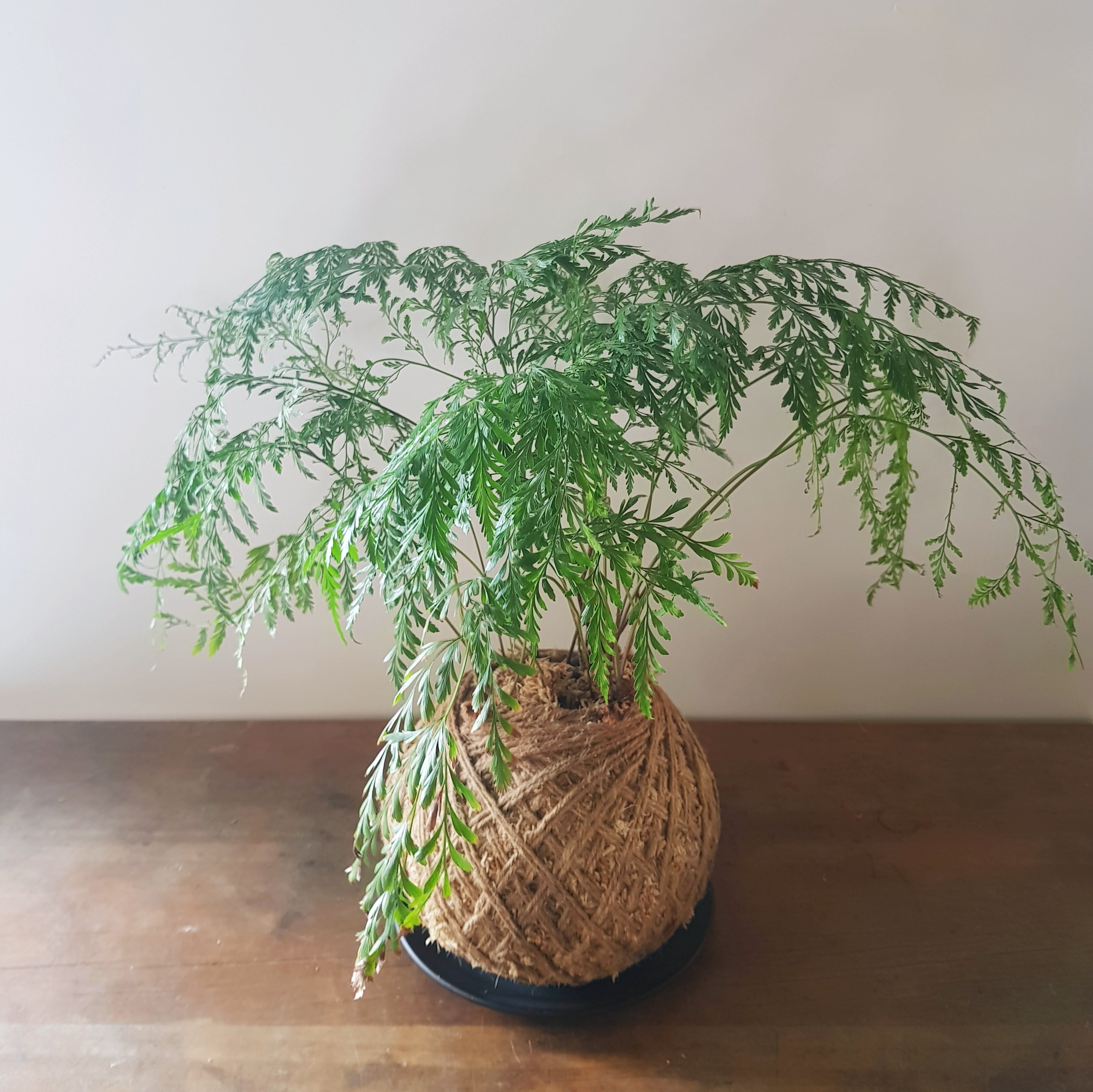 Davallia Tonga Fern