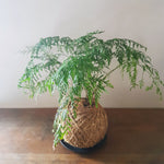 Davallia Tonga Fern