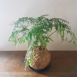 Davallia Tonga Fern
